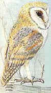 Barn Owl