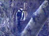 The Great Spotted Woodpecker