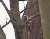 The Great Spotted Woodpecker