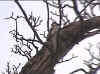 The Great Spotted Woodpecker