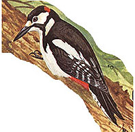 The Great Spotted Woodpecker