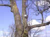 Location: On the trunk of the Oak Tree at top of the field