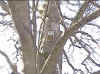 Location: On the trunk of Oak Tree overlooking the Pond