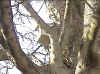 Location: Two metres above Box 5, overlooking sapling trees