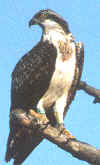 Osprey