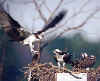 Osprey with its young