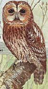 Tawny Owl