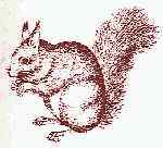 Red Squirrel