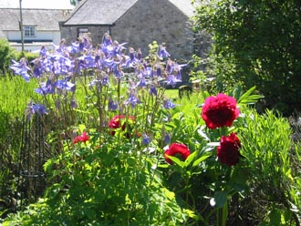 Aquilegias and Peony in early June