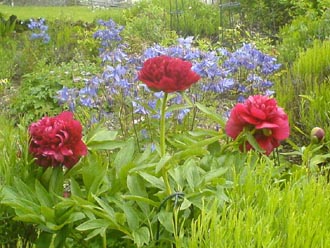 Aquilegias and Peony in early June