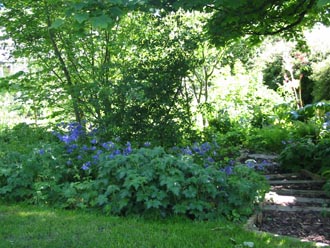 Looking down the woodland steps from the shaded seating area