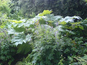 Gunnera in woodland copse