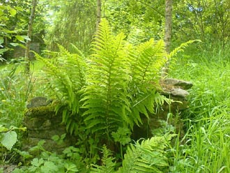 Ferns by the woodland tee-pee