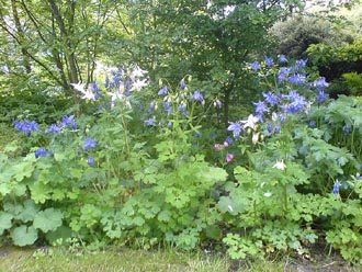 Aquilegias in woodland area