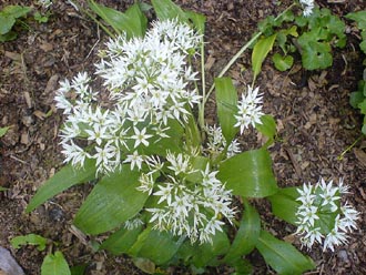 Wild garlic (ramsons)
