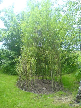 Willow tee-pee