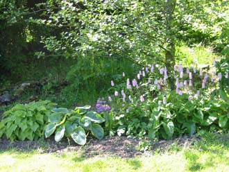 Hostas and Persicaria Bistorta Superba in the bog area