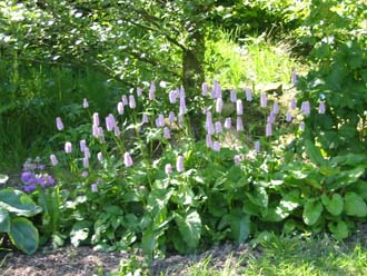 Hostas and Persicaria Bistorta Superba in the bog area