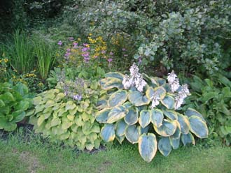 Hostas