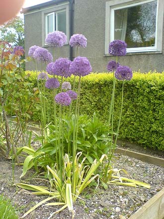 Alliums in the rose bed
