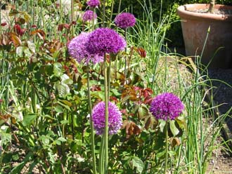 Alliums in the rose bed