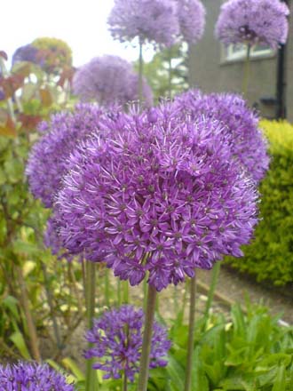 Alliums in the rose bed