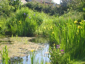 The Wildlife Pond