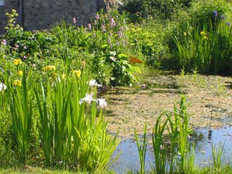 Flag Iris around the Wildlife Pond