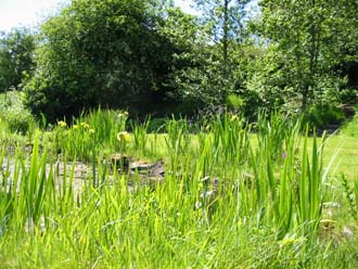 Wildlife pond just before Irises emerge