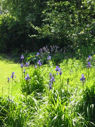 Blue Iris in the grass around the wildlife pond