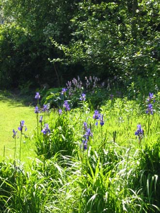 Blue Iris in the grass around the wildlife pond
