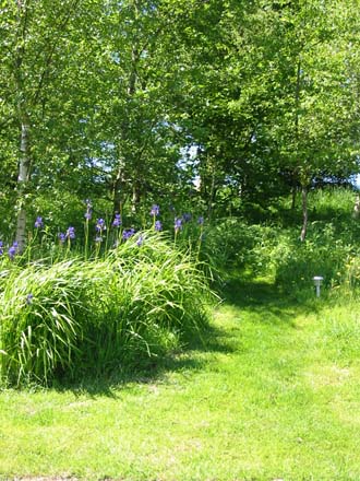 Irises at the edge of the woodland