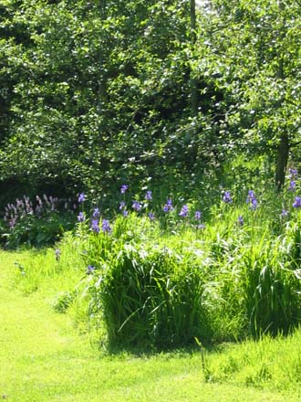 Irises at the edge of the woodland