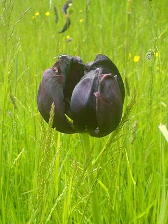 Tulip Queen of the Night in the meadow grass