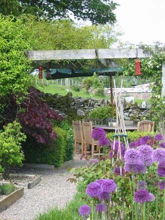 View of Alliums in rose garden towards the herb garden