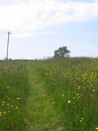 Enjoy the many paths in the wildflower meadow.