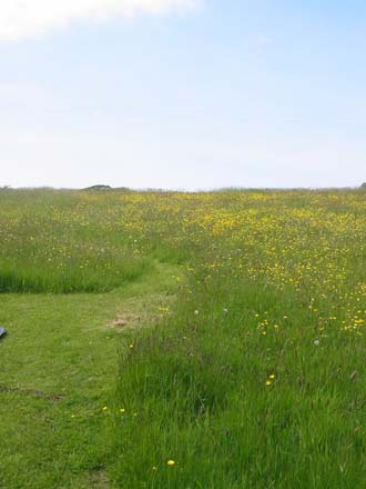 Enjoy the many paths in the wildflower meadow.