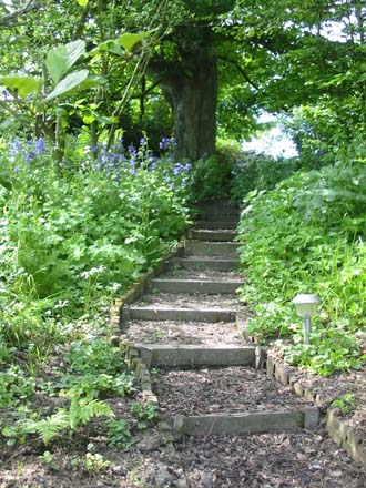 Looking up the woodland steps