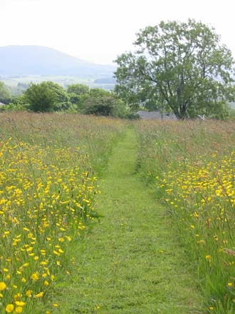 Enjoy the many paths in the wildflower meadow.
