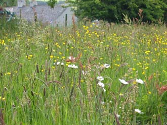 Wildflower meadow in all it's glory!