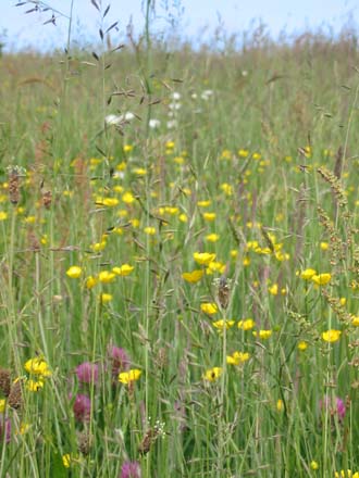 Wildflower meadow in all it's glory!