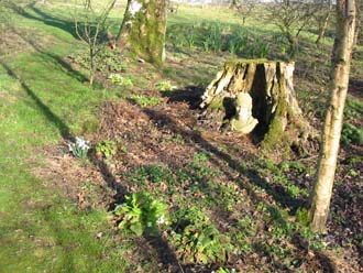 Aphrodite in the woodland