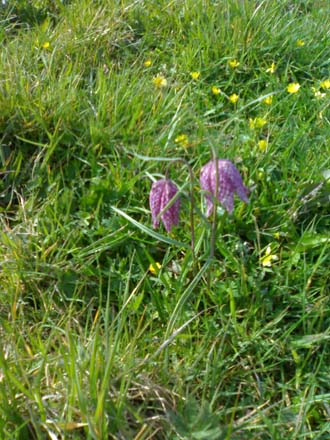 Snakeshead Fritilliary