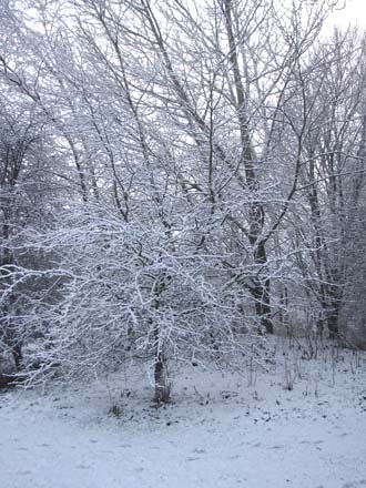 Huddlestone Cottage and The Hayloft gardens in the snow 2011