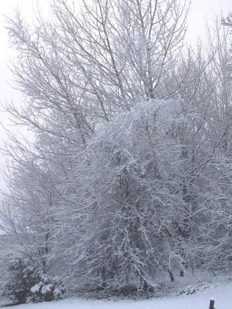 Huddlestone Cottage and The Hayloft gardens in the snow 2011