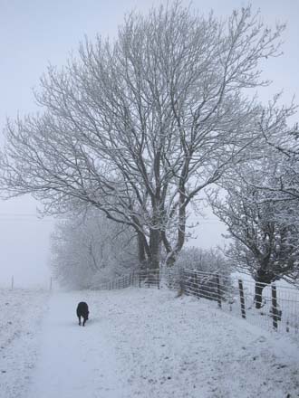 Huddlestone Cottage and The Hayloft gardens with Rosie in the snow 2011