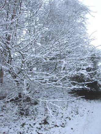 Huddlestone Cottage and The Hayloft gardens in the snow 2011