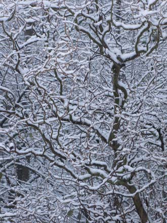 Huddlestone Cottage and The Hayloft curly willow in the gardens in the snow 2011