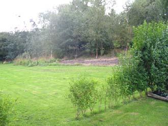 View from organic vegetable garden towards copse