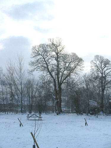 Huddlestone Cottage and The Hayloft gardens in snow February 2009